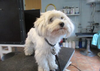 Hundesalon alt for hunden - Din hundesalon i Aalborg