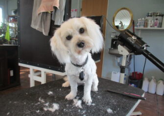 Hundesalon alt for hunden - Din hundesalon i Aalborg