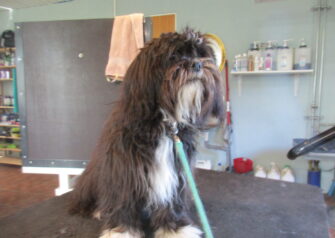 Hundesalon alt for hunden - Din hundesalon i Aalborg