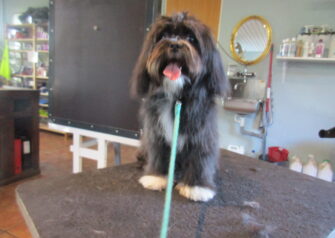 Hundesalon alt for hunden - Din hundesalon i Aalborg