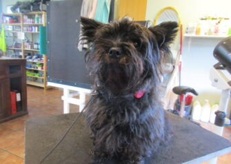 Hundesalon alt for hunden - Din hundesalon i Aalborg