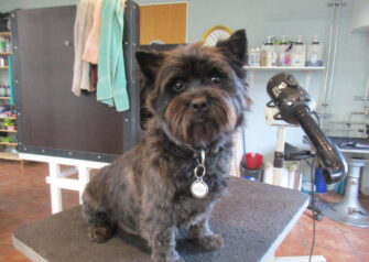 Hundesalon alt for hunden - Din hundesalon i Aalborg