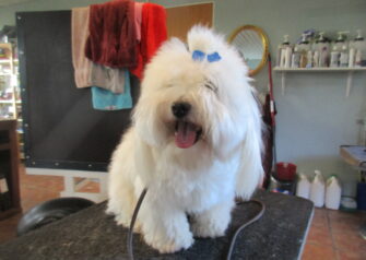 Hundesalon alt for hunden - Din hundesalon i Aalborg