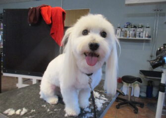 Hundesalon alt for hunden - Din hundesalon i Aalborg