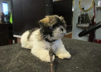 Hundesalon alt for hunden - Din hundesalon i Aalborg