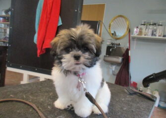 Hundesalon alt for hunden - Din hundesalon i Aalborg