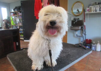 Hundesalon alt for hunden - Din hundesalon i Aalborg