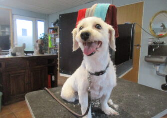Hundesalon alt for hunden - Din hundesalon i Aalborg