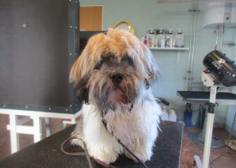 Hundesalon alt for hunden - Din hundesalon i Aalborg