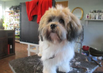 Hundesalon alt for hunden - Din hundesalon i Aalborg