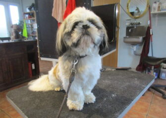 Hundesalon alt for hunden - Din hundesalon i Aalborg