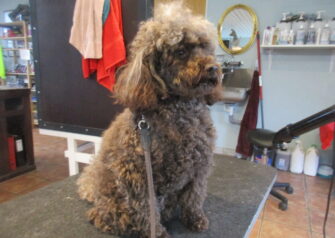 Hundesalon alt for hunden - Din hundesalon i Aalborg