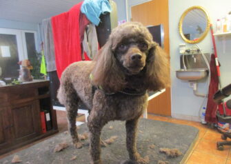 Hundesalon alt for hunden - Din hundesalon i Aalborg