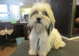 Hundesalon alt for hunden - Din hundesalon i Aalborg
