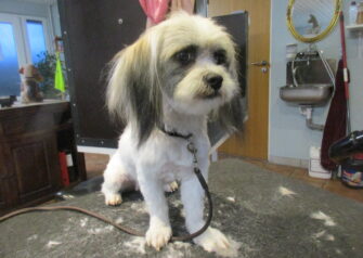 Hundesalon alt for hunden - Din hundesalon i Aalborg