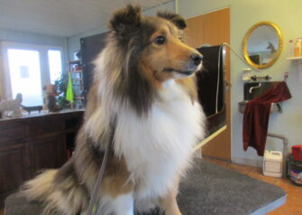 Hundesalon alt for hunden - Din hundesalon i Aalborg