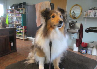 Hundesalon alt for hunden - Din hundesalon i Aalborg