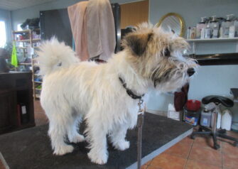 Hundesalon alt for hunden - Din hundesalon i Aalborg