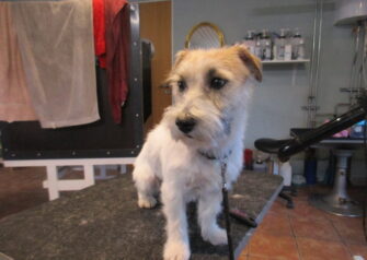 Hundesalon alt for hunden - Din hundesalon i Aalborg