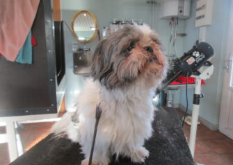 Hundesalon alt for hunden - Din hundesalon i Aalborg