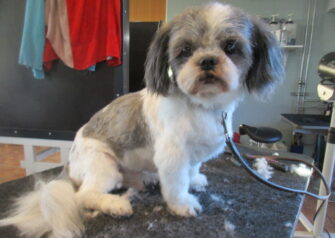 Hundesalon alt for hunden - Din hundesalon i Aalborg