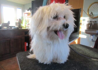 Hundesalon alt for hunden - Din hundesalon i Aalborg