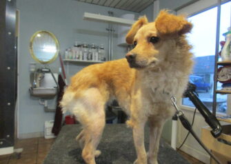 Hundesalon alt for hunden - Din hundesalon i Aalborg