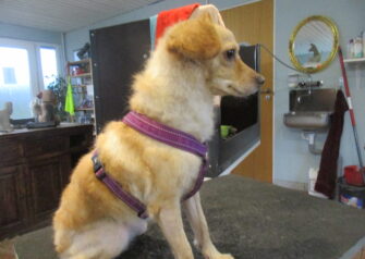 Hundesalon alt for hunden - Din hundesalon i Aalborg