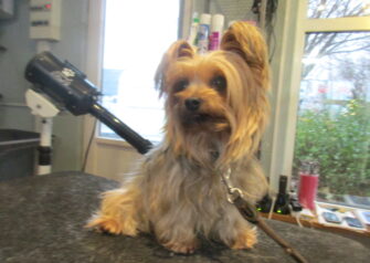 Hundesalon alt for hunden - Din hundesalon i Aalborg