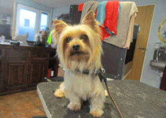 Hundesalon alt for hunden - Din hundesalon i Aalborg