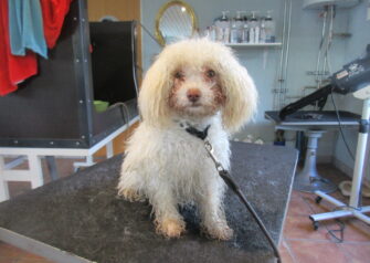 Hundesalon alt for hunden - Din hundesalon i Aalborg
