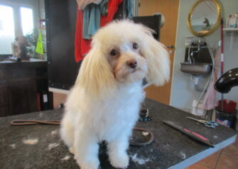 Hundesalon alt for hunden - Din hundesalon i Aalborg