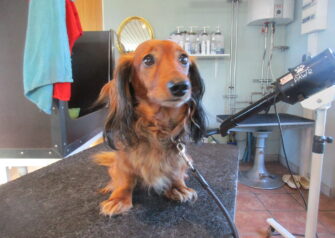 Hundesalon alt for hunden - Din hundesalon i Aalborg