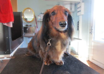 Hundesalon alt for hunden - Din hundesalon i Aalborg