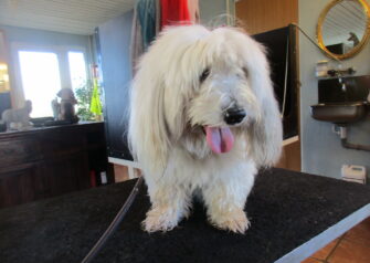Hundesalon alt for hunden - Din hundesalon i Aalborg