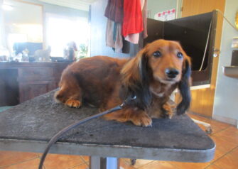 Hundesalon alt for hunden - Din hundesalon i Aalborg