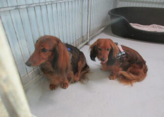 Hundesalon alt for hunden - Din hundesalon i Aalborg