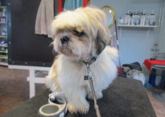 Hundesalon alt for hunden - Din hundesalon i Aalborg