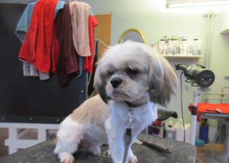 Hundesalon alt for hunden - Din hundesalon i Aalborg
