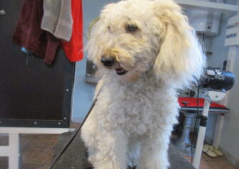 Hundesalon alt for hunden - Din hundesalon i Aalborg