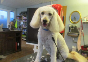 Hundesalon alt for hunden - Din hundesalon i Aalborg