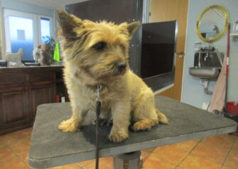 Hundesalon alt for hunden - Din hundesalon i Aalborg