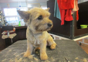 Hundesalon alt for hunden - Din hundesalon i Aalborg