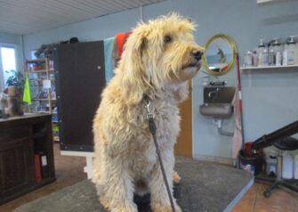 Hundesalon alt for hunden - Din hundesalon i Aalborg