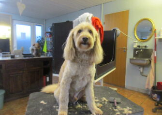 Hundesalon alt for hunden - Din hundesalon i Aalborg