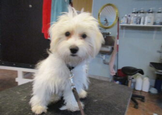Hundesalon alt for hunden - Din hundesalon i Aalborg