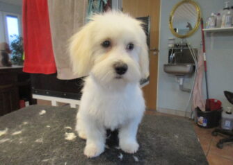 Hundesalon alt for hunden - Din hundesalon i Aalborg