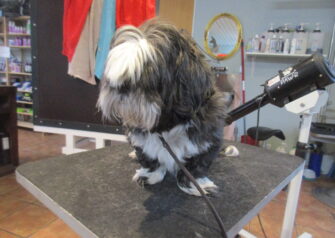 Hundesalon alt for hunden - Din hundesalon i Aalborg