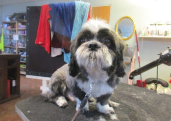 Hundesalon alt for hunden - Din hundesalon i Aalborg