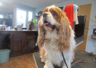 Hundesalon alt for hunden - Din hundesalon i Aalborg